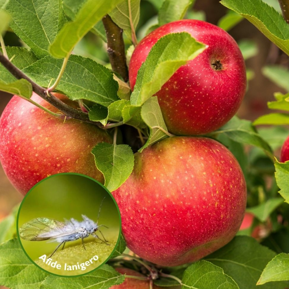 Oikos Top: stop all’afide lanigero del melo
